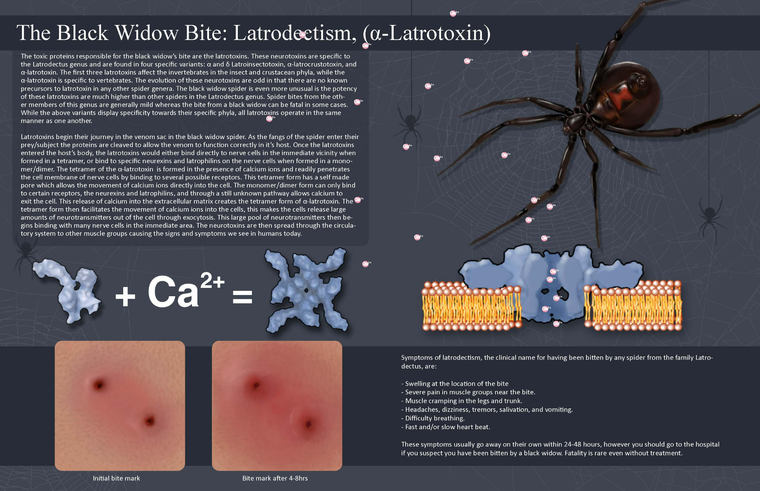 Magazine Spread | Digital, 2021