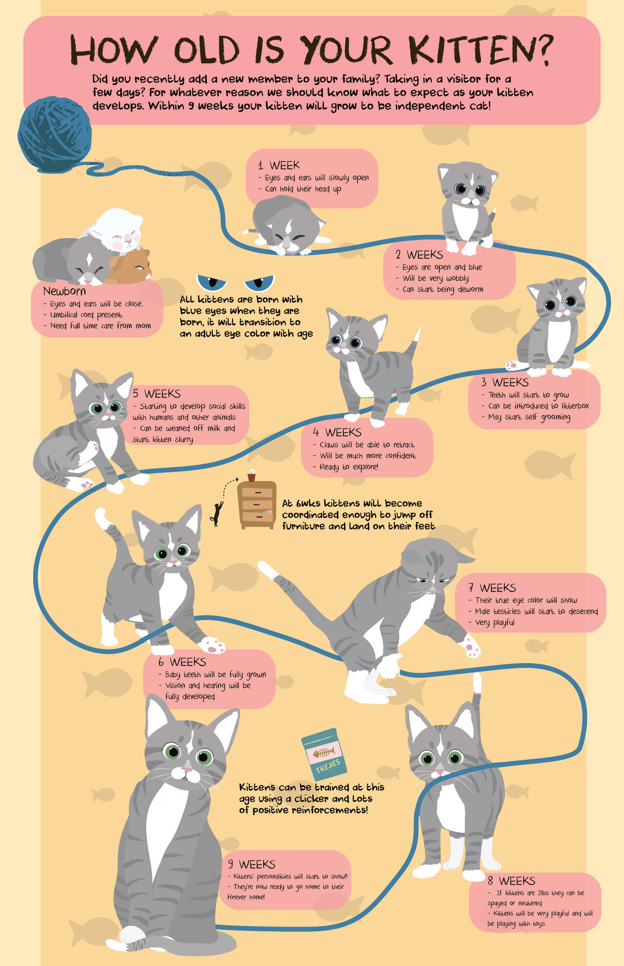 Entomology Plate | Pen & Ink, 2020