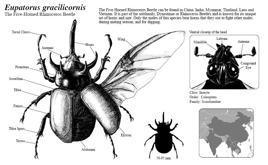 Entomology Plate | Pen &amp; Ink, 2020